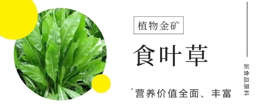 聽說過食葉草么？它不僅有降血糖的功效，還有...